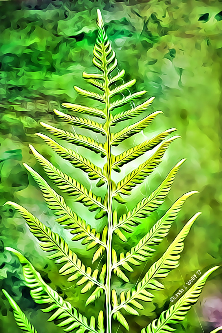 image of fern plant reaching for the light
